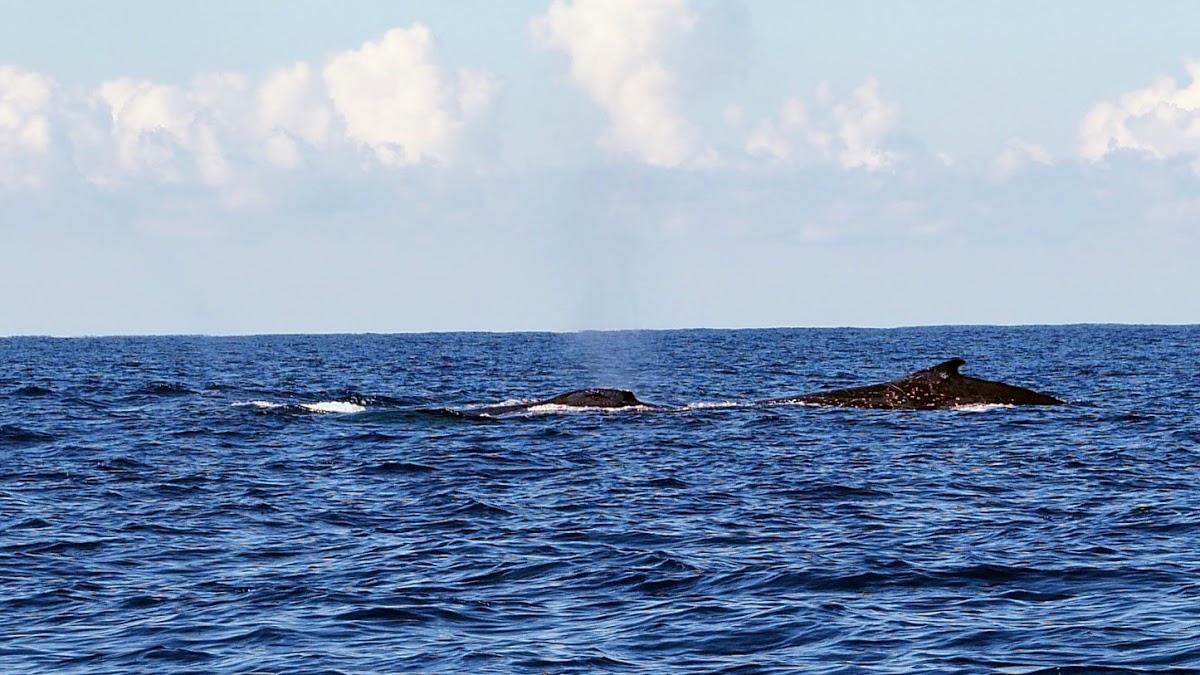 Byron Bay whale watching